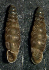 Tabella della Famiglia Clausilidae